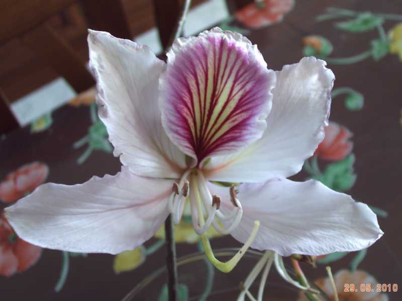 Bauhinia